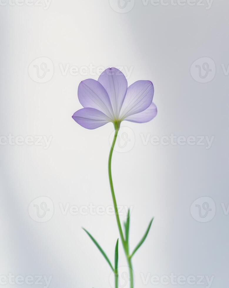 A single purple flower with a green stem. photo