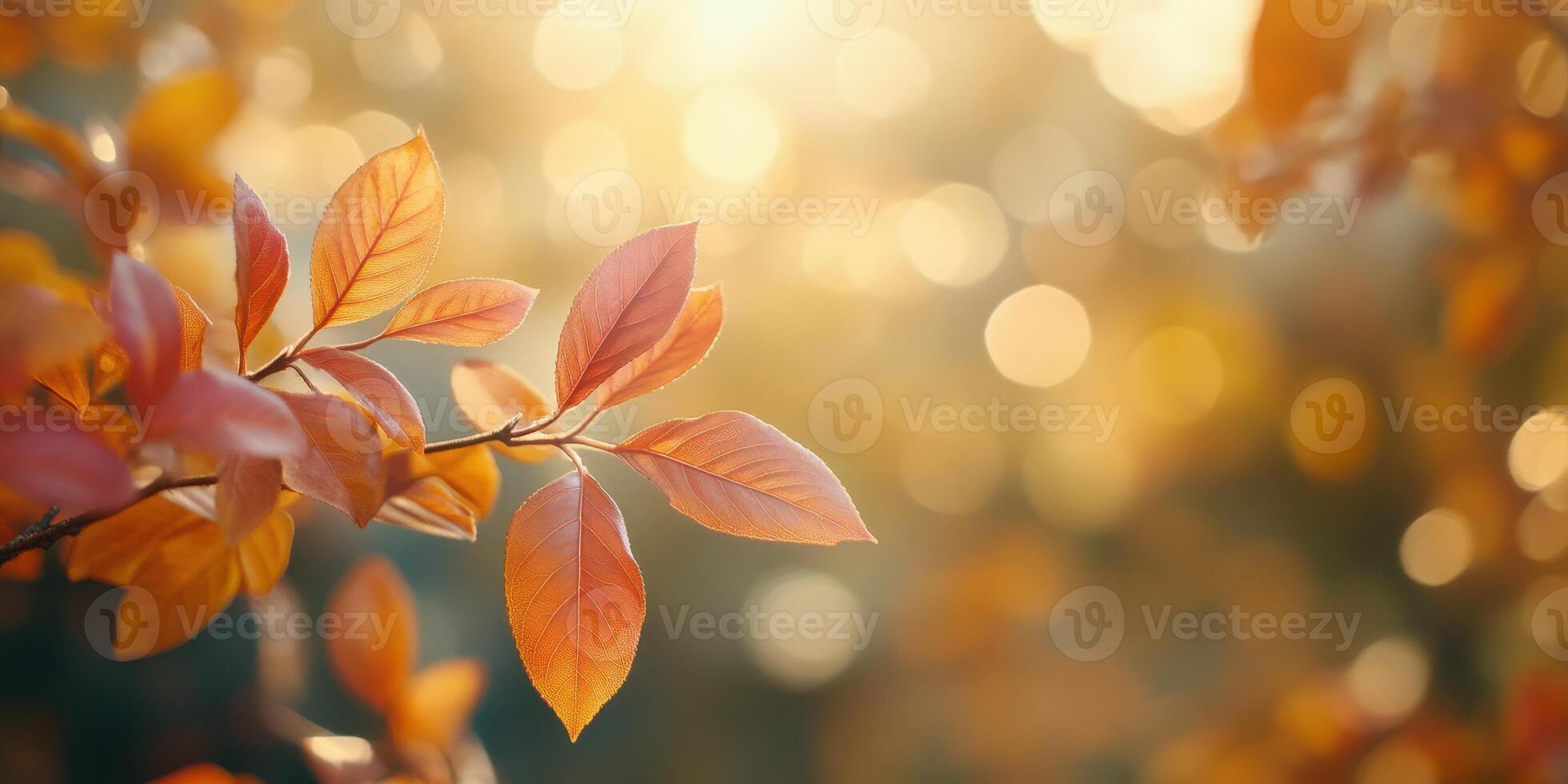 Golden autumn leaves basking in warm sunlight with a blurred background effect in a serene park setting photo