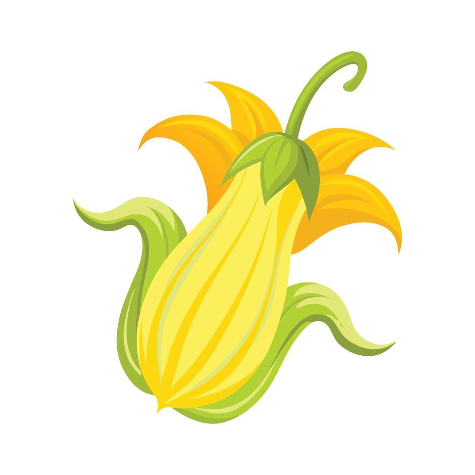 Charming Zucchini Blossom with Curved Petals vector