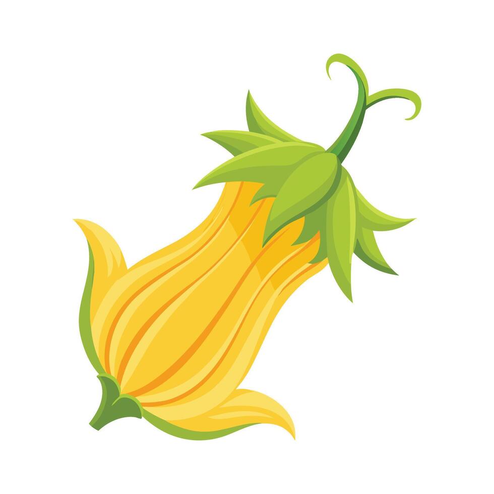 Stunning Zucchini Blossom with Curved Petals vector