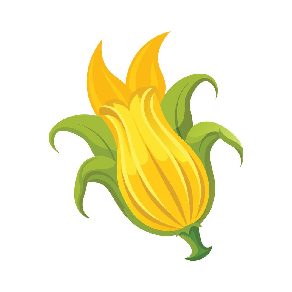 Beautiful Zucchini Blossom with Curved Petals vector
