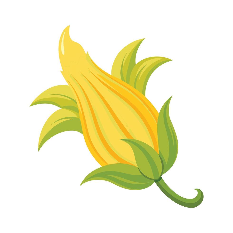 Zucchini Blossom with Curved Petals Illustration vector