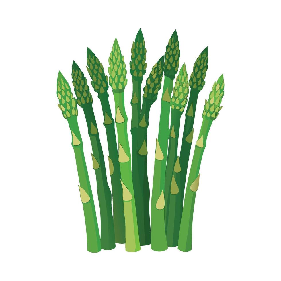 Stylish Asparagus Spears with Tall Slim Form vector