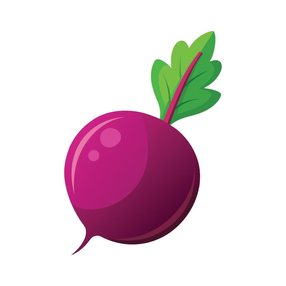 Elegant Beetroot with Bright Purple Skin vector