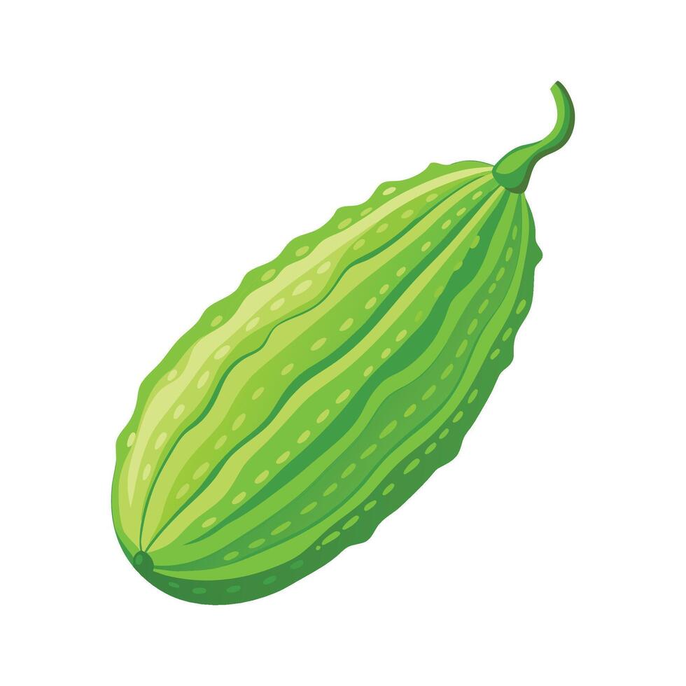 Bitter Melon with Bumpy Surface Illustration vector