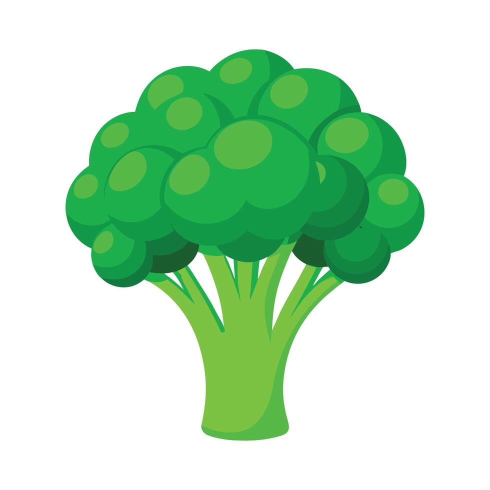 Broccoli with Fluffy Crown Illustration vector
