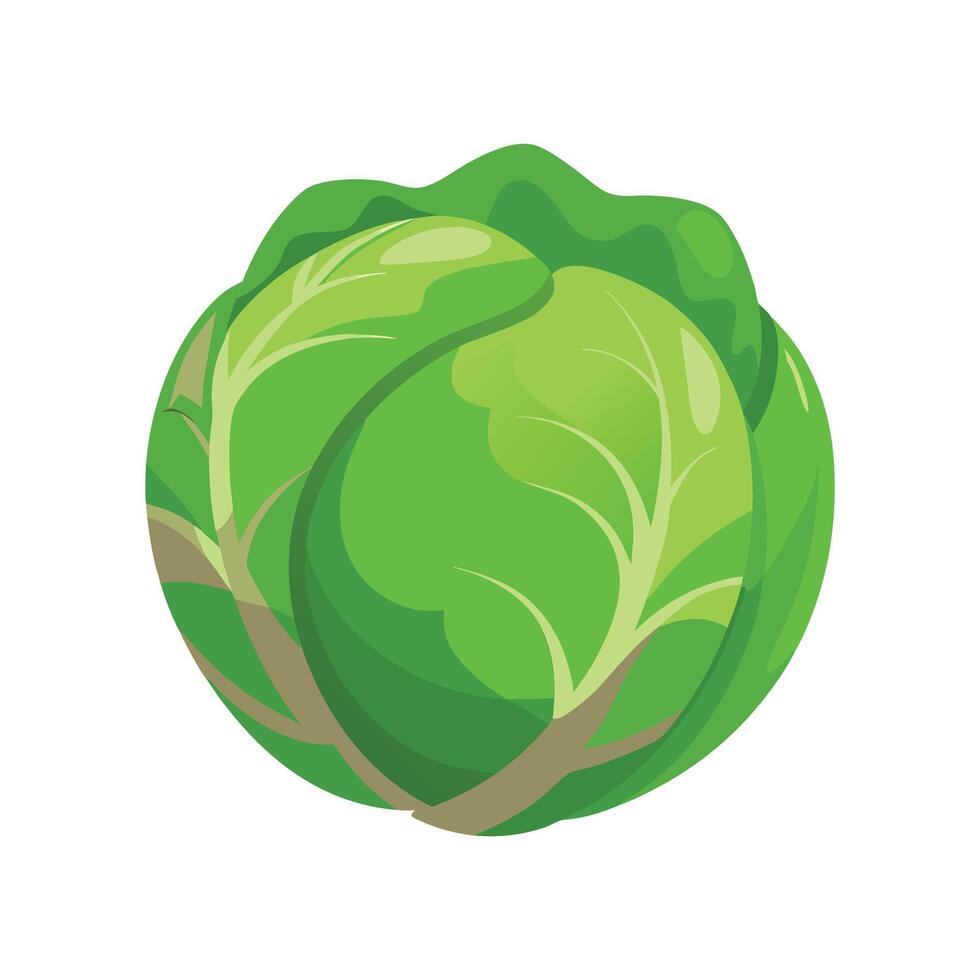 Flat Icon of Brussels Sprout with Compact Green Leaves vector