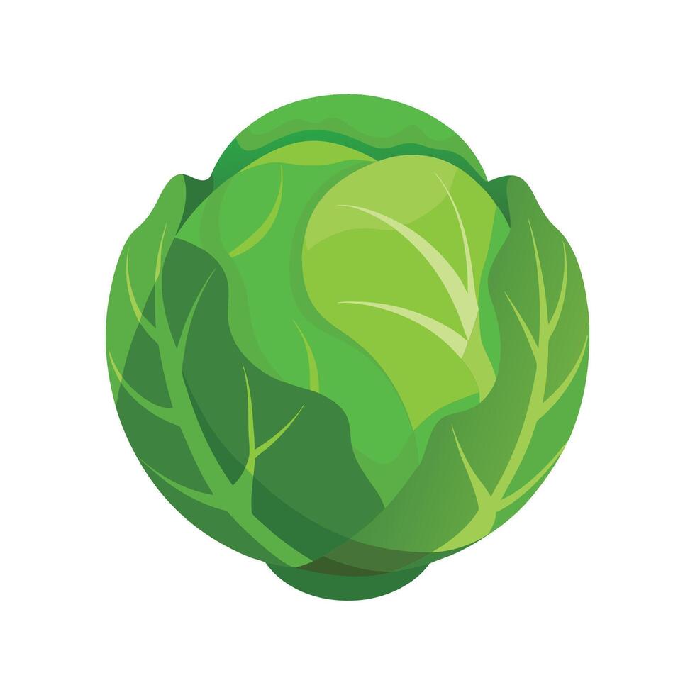 Flat Icon of Brussels Sprout with Compact Leaves. vector