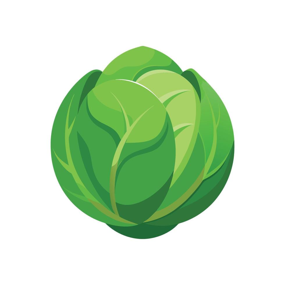 Stylish Brussels Sprout with Compact Leaves vector