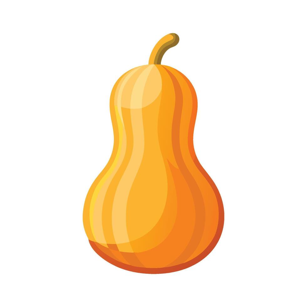 Curvy Butternut Squash Illustration vector