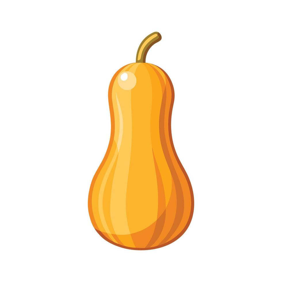 Stylish Butternut Squash with Long Curved Neck. vector