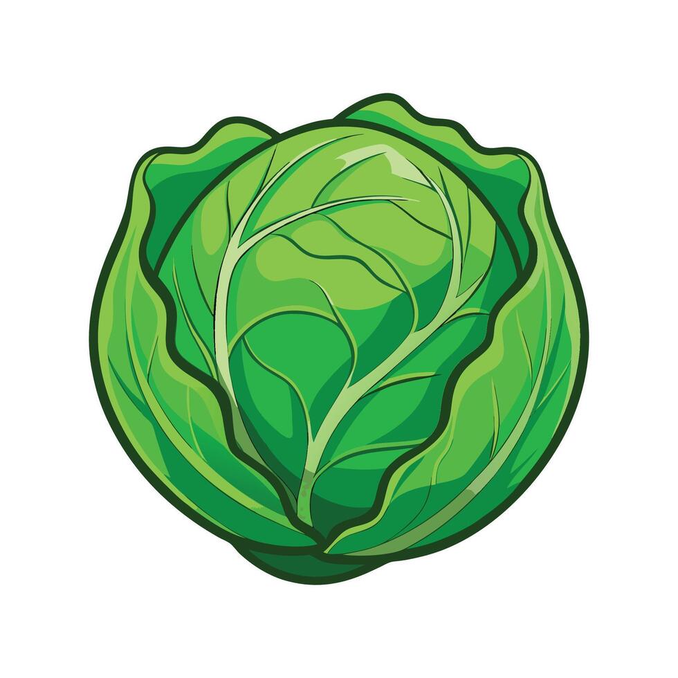 Cabbage Leaf with Wrinkled Surface Illustration vector