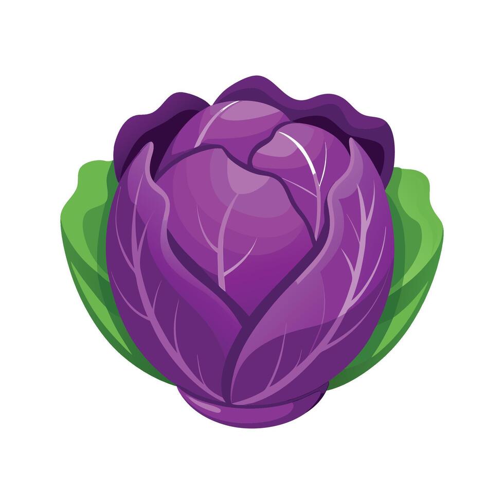 Cabbage with Purple Outer Leaves Illustration vector