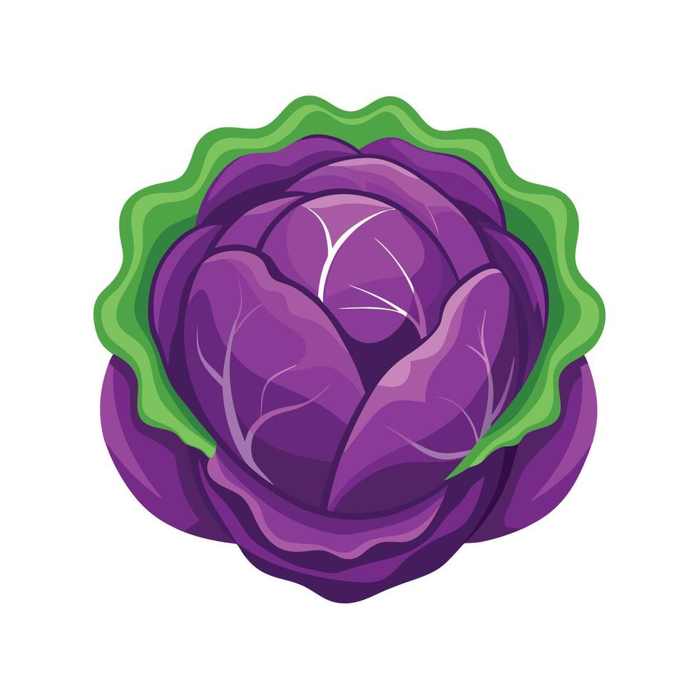 Stylish Cabbage with Purple Outer Leaves vector