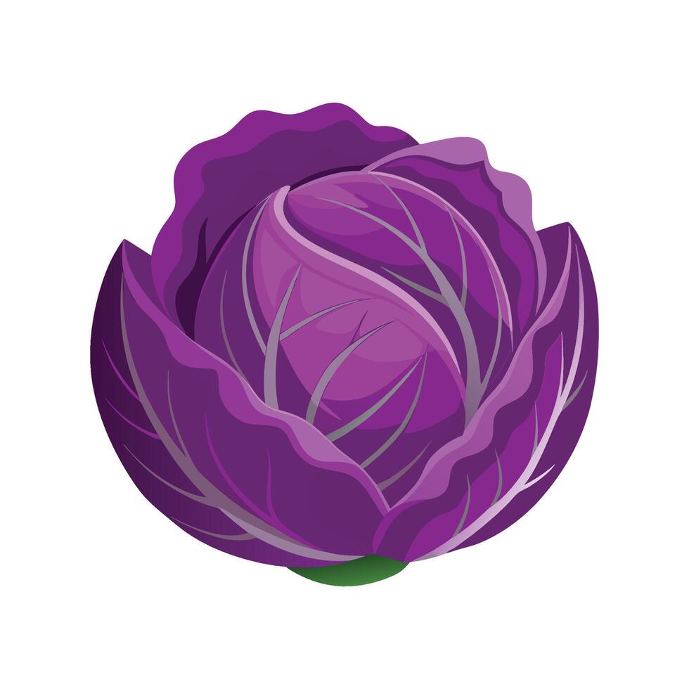 Elegant Cabbage with Purple Outer Leaves vector
