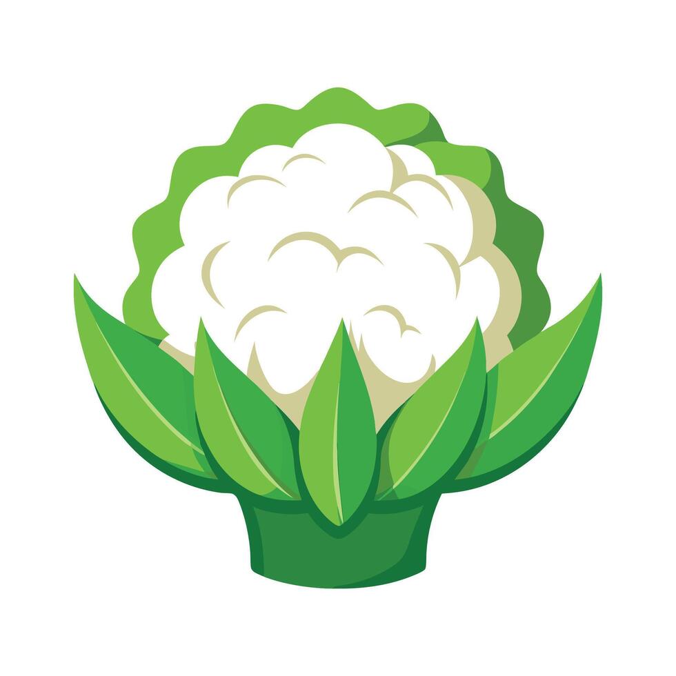 Cauliflower with Textured Florets Illustration vector