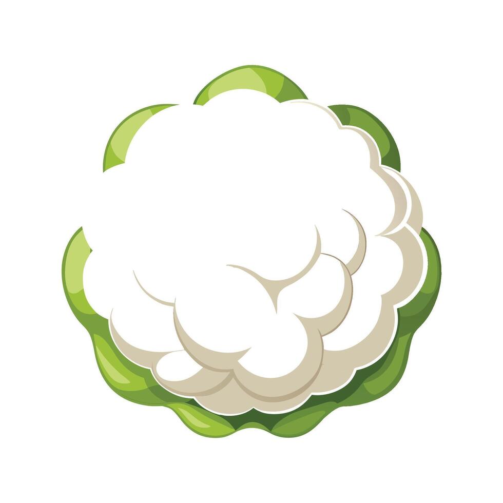 Stylish Cauliflower with Fluffy White Florets vector
