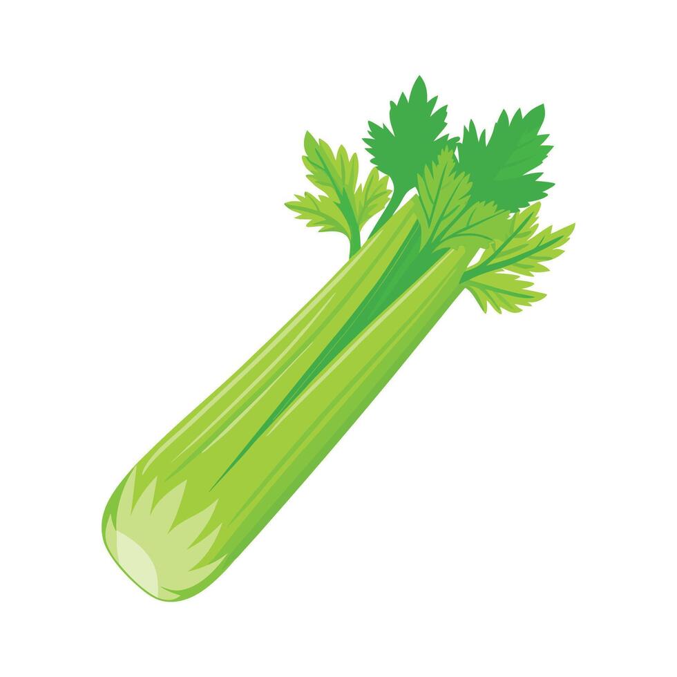 Stylish Celery Stalk with Crisp Leaves vector
