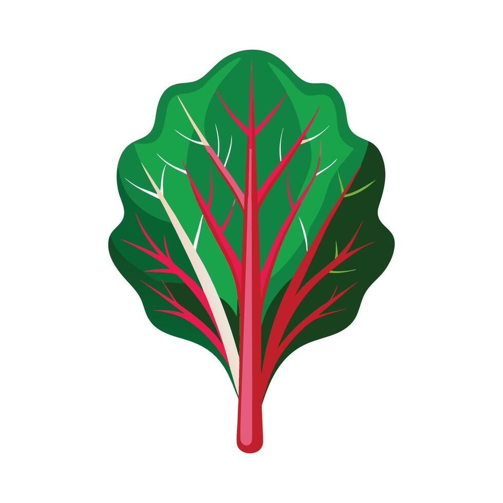 Chard Leaf with Bright Stems Illustration vector