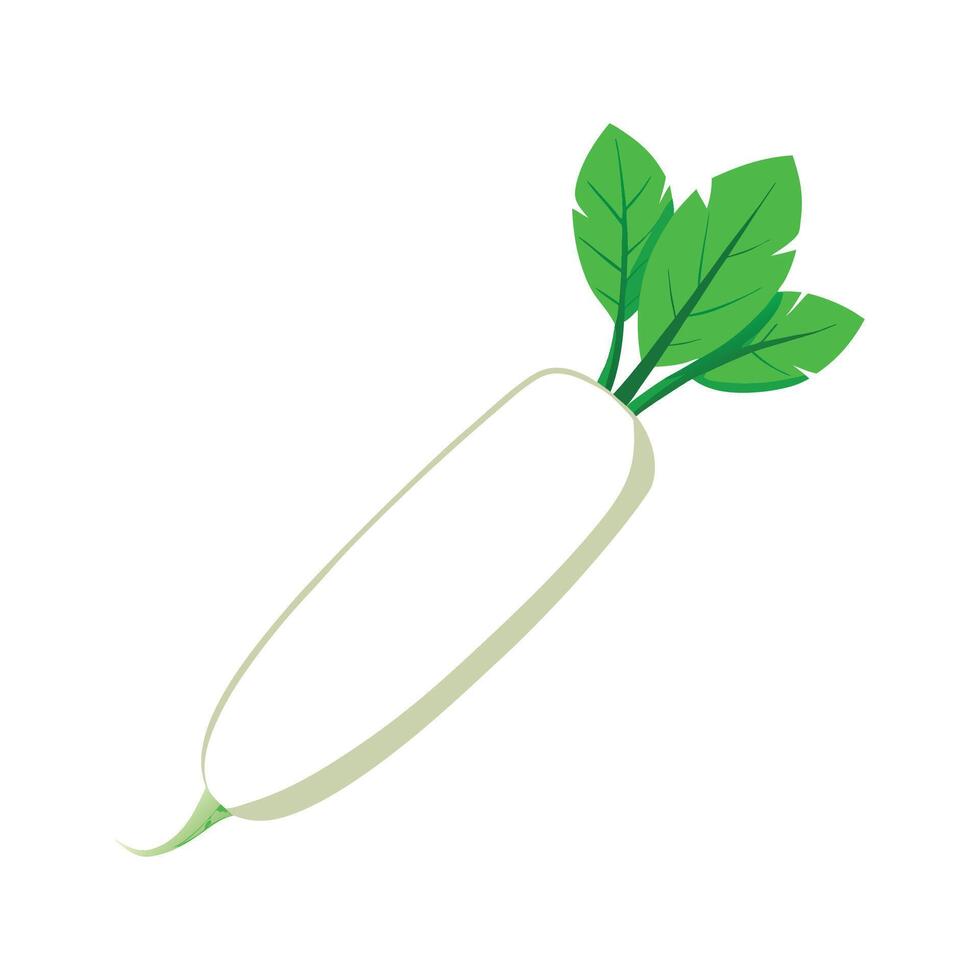 Smooth Texture Daikon Radish for Art vector