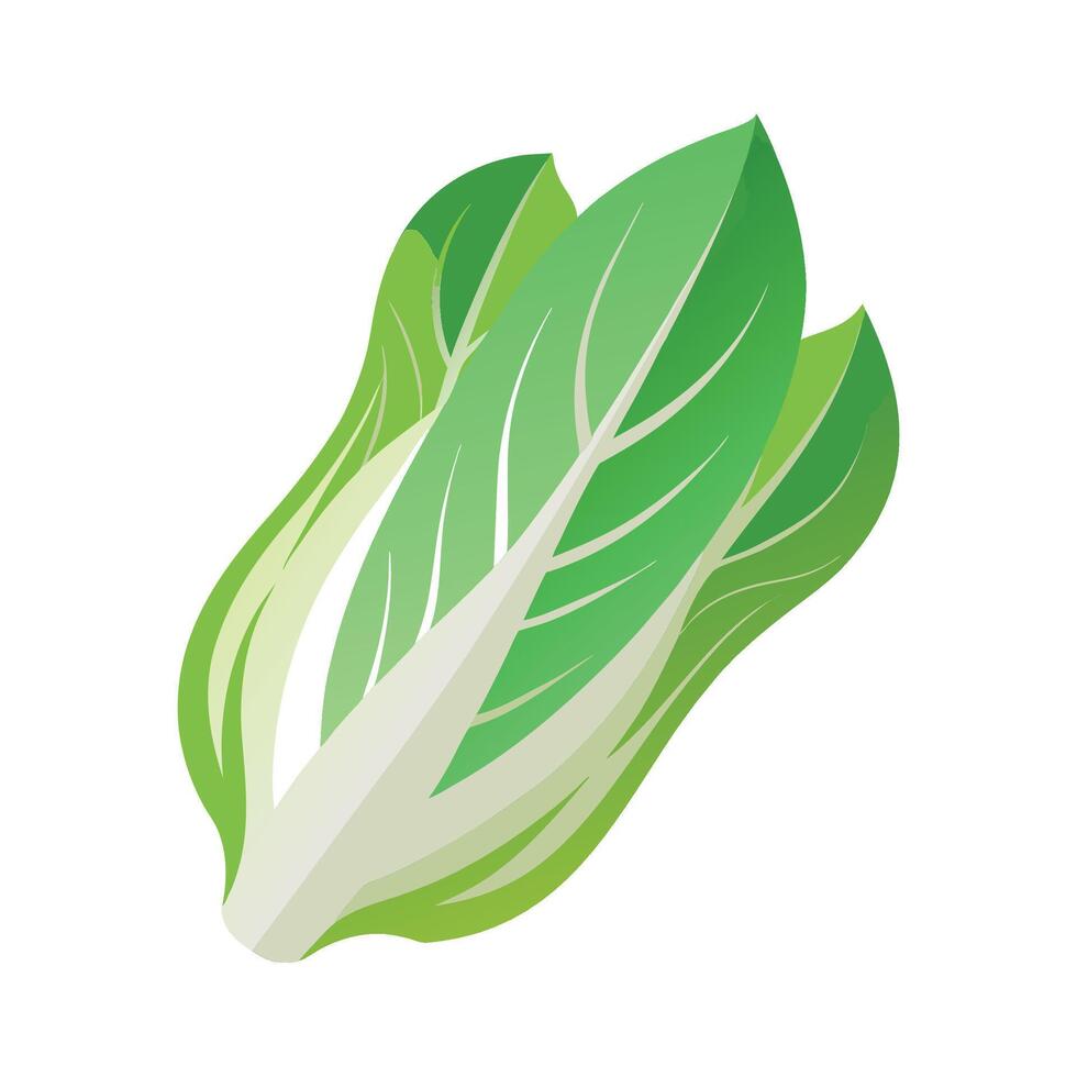 Stylish Endive Leaf with Curved Shape Design vector
