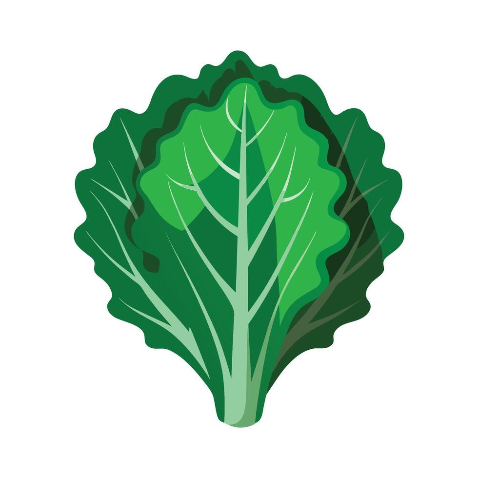 Stylish Kale Leaf with Curled Edges vector