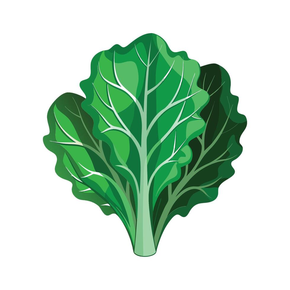 Elegant Kale Leaf with Curled Edges vector