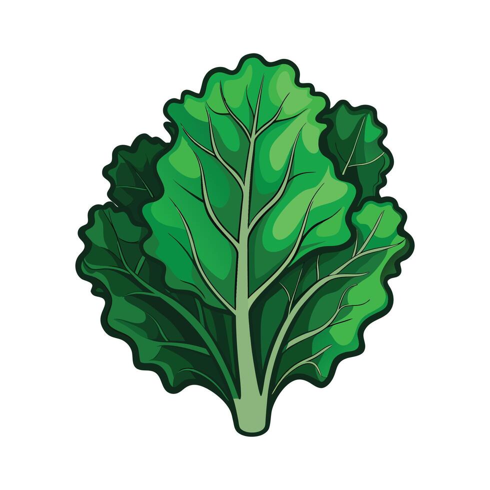 Elegant Frilly Kale Leaf for Designs vector