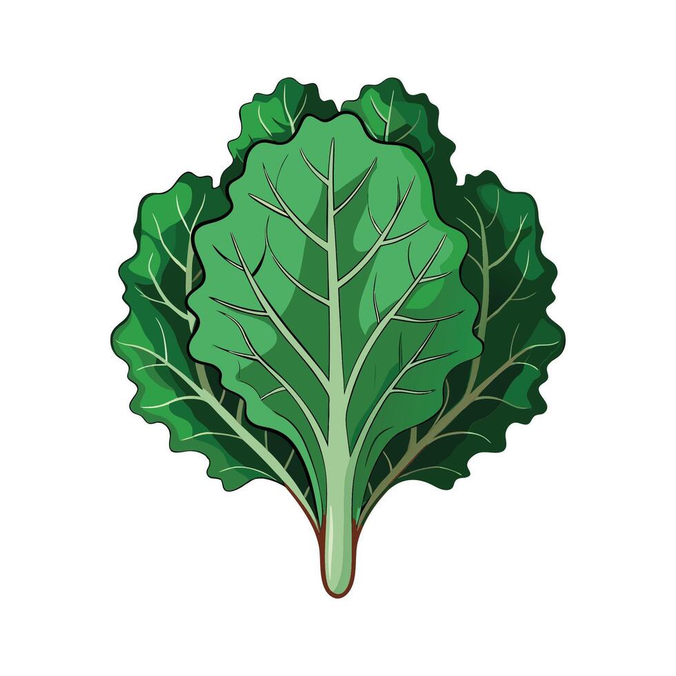 Stylish Frilly Kale Leaf for Culinary Art vector