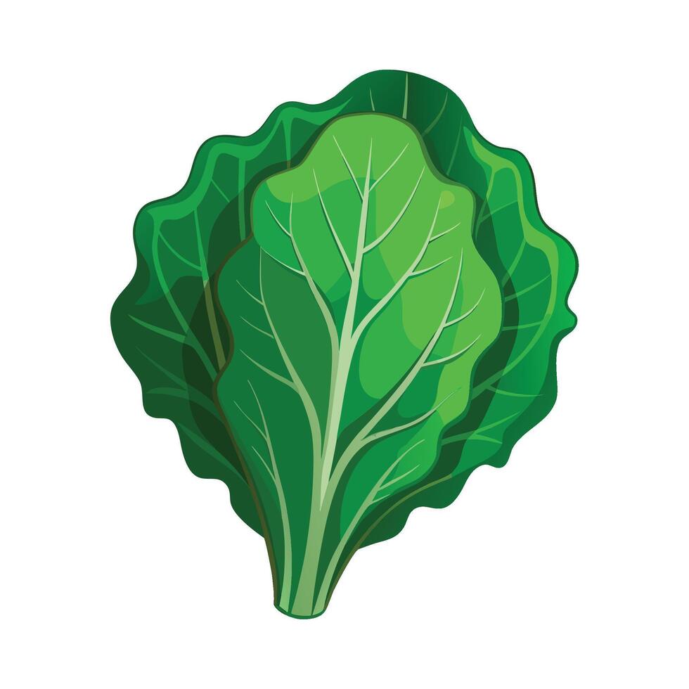 Stylish Kale with Wrinkled Leaves vector