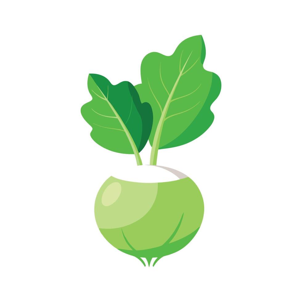 Unique Kohlrabi with Bulbous Shape vector