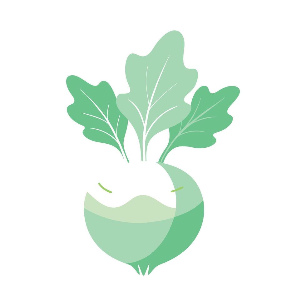 Artistic Kohlrabi with Green Bulb. vector