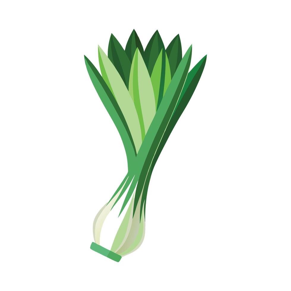 Artistic Long Flared Green Leaves Leek vector