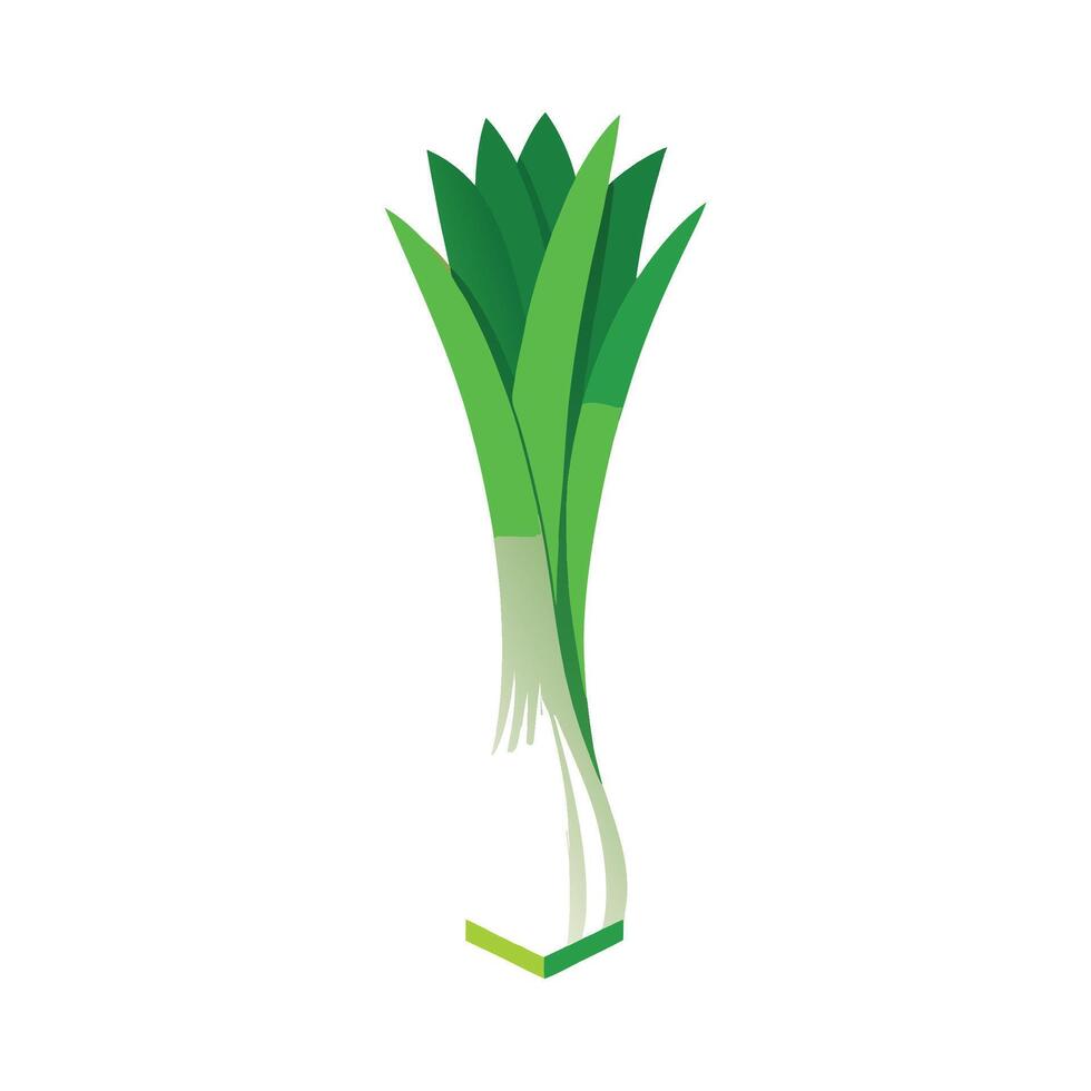 Stylish Leek with White Base and Green Leaves vector