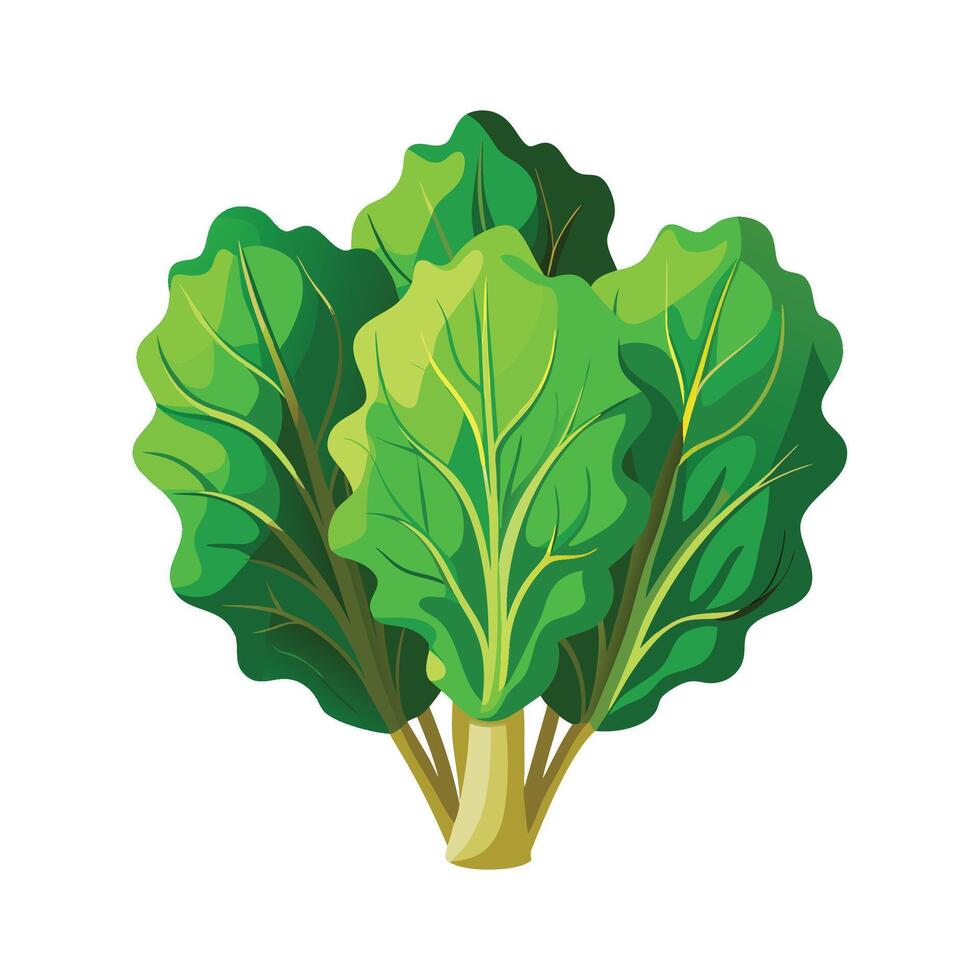 Elegant Mustard Greens with Ruffled Leaves vector