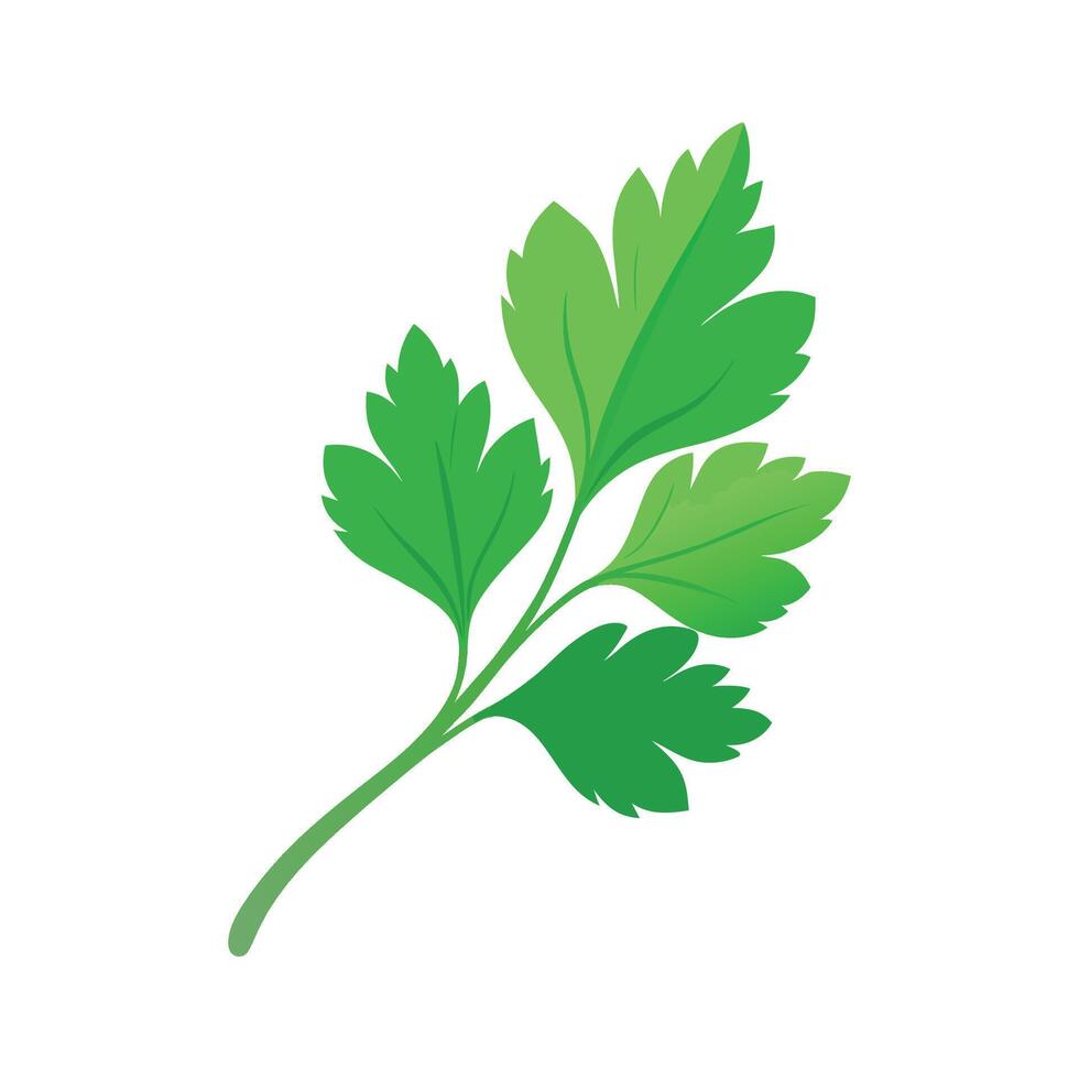 Single Parsley Leaf with Delicate Shape vector
