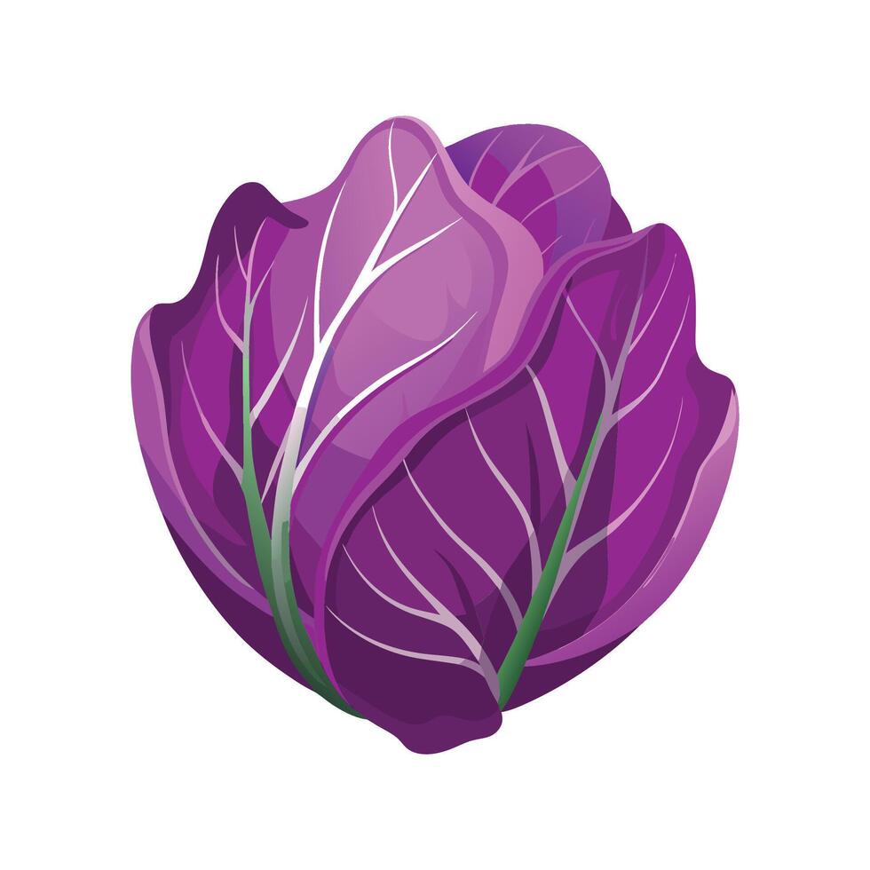 Artistic Purple Cabbage Leaf with Curved Veins vector