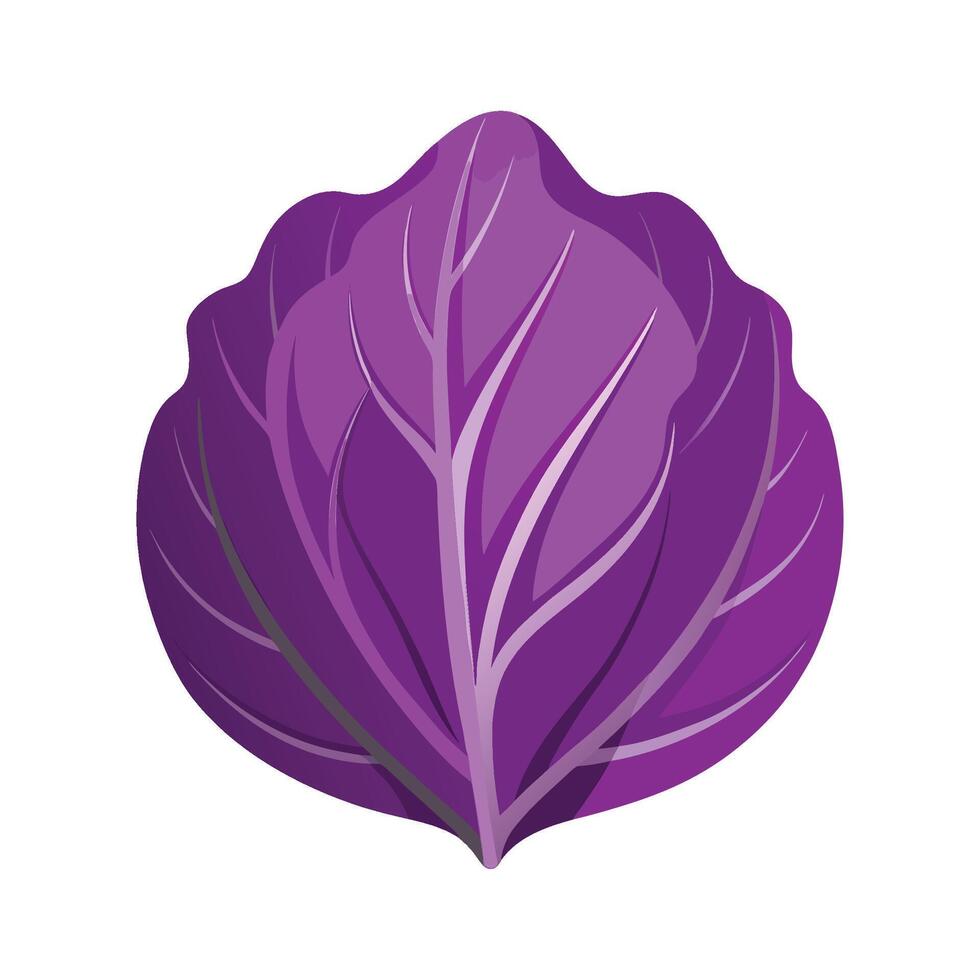 Elegant Purple Cabbage Leaf with Curved Veins vector