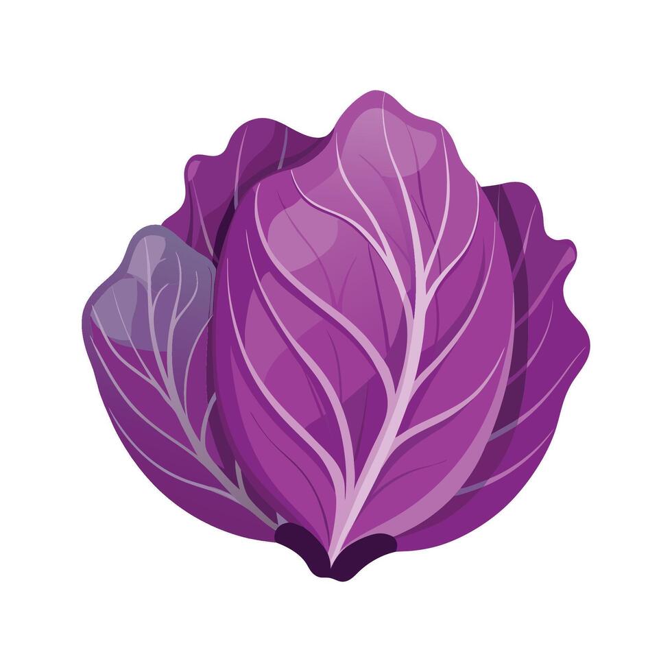 Purple Cabbage Leaf with Curved Veins vector