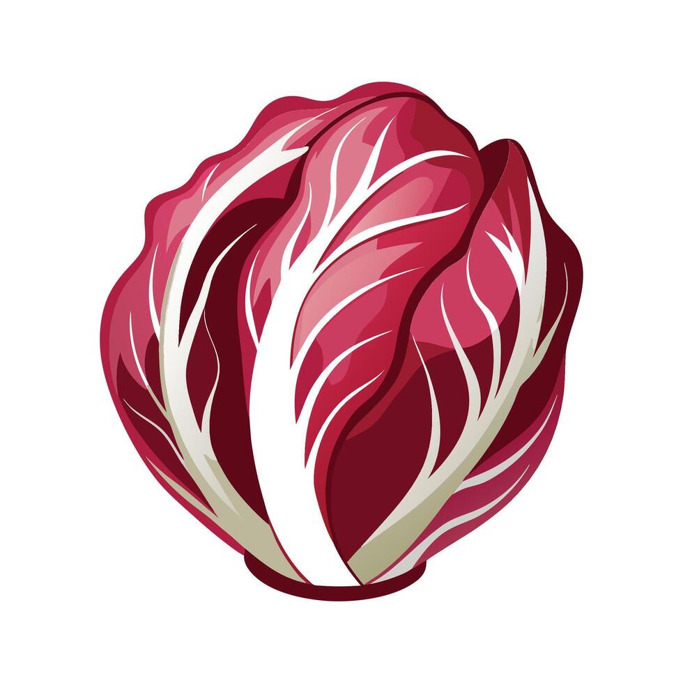 Stylish Radicchio Leaf with Bold Red and White vector