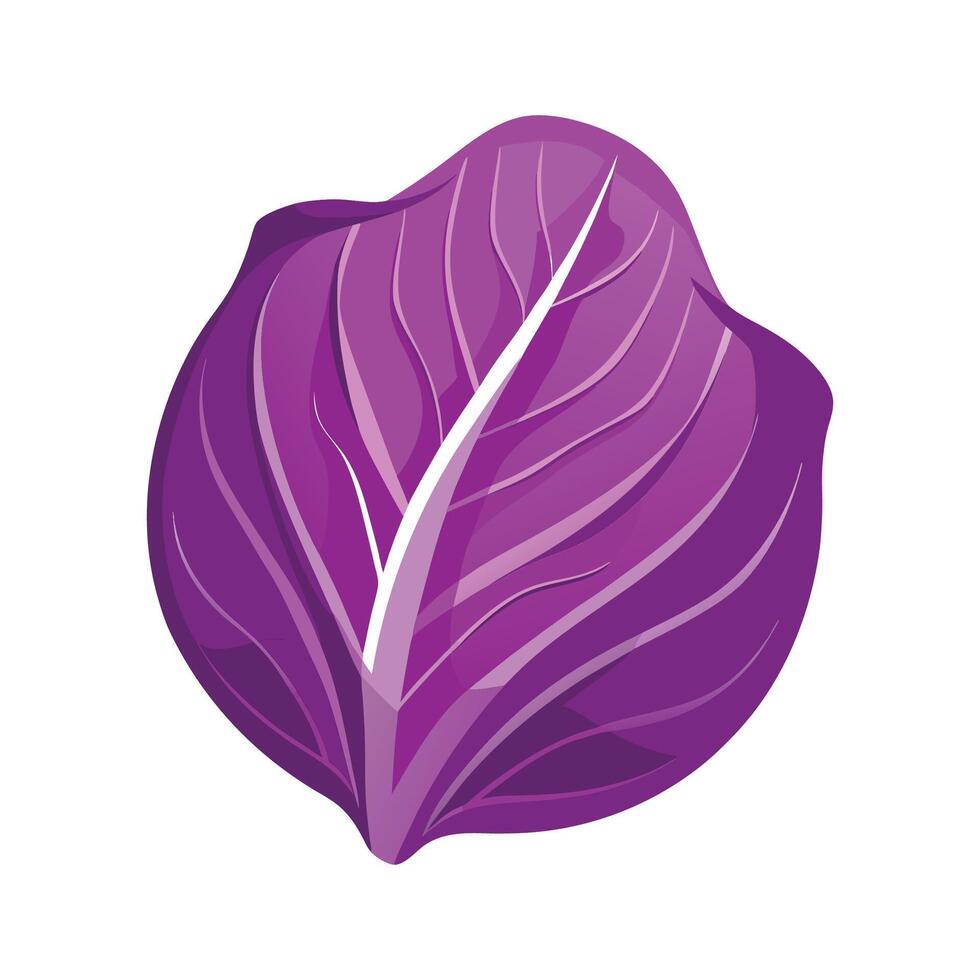 Stylish Purple Cabbage Leaf with Curved Veins vector