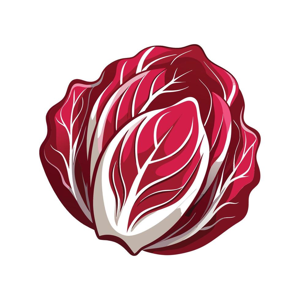 Artistic Radicchio Leaf with Bold Red and White vector
