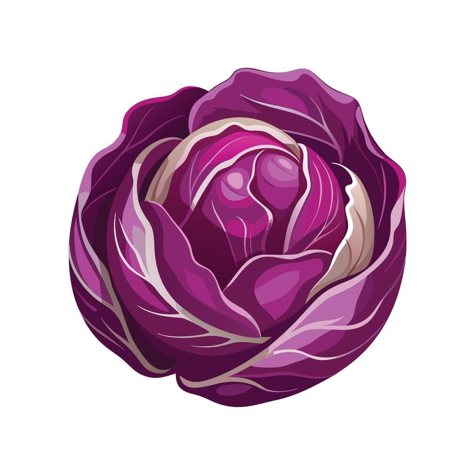 Round Radicchio with Bold Purple Leaves vector