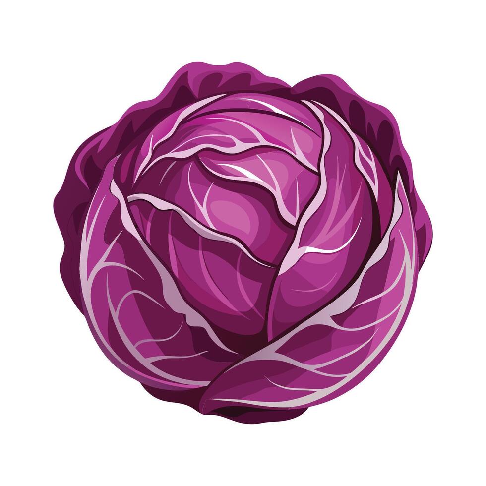 Stylish Radicchio with Bold Purple Leaves vector