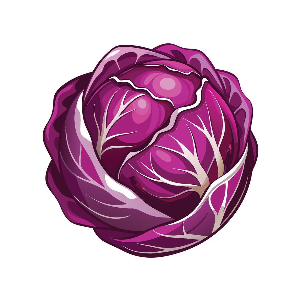 Elegant Radicchio with Bold Purple Leaves vector