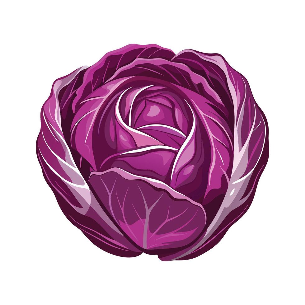 Unique Radicchio with Bold Purple Leaves vector