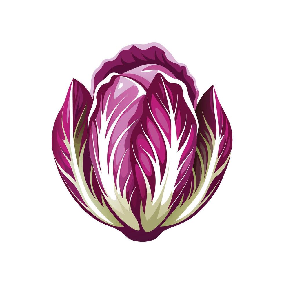 Radicchio with Purple and White Leaves vector
