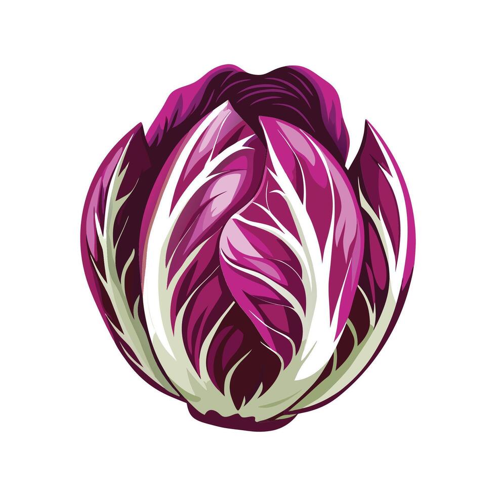 Elegant Radicchio with Purple and White Leaves vector