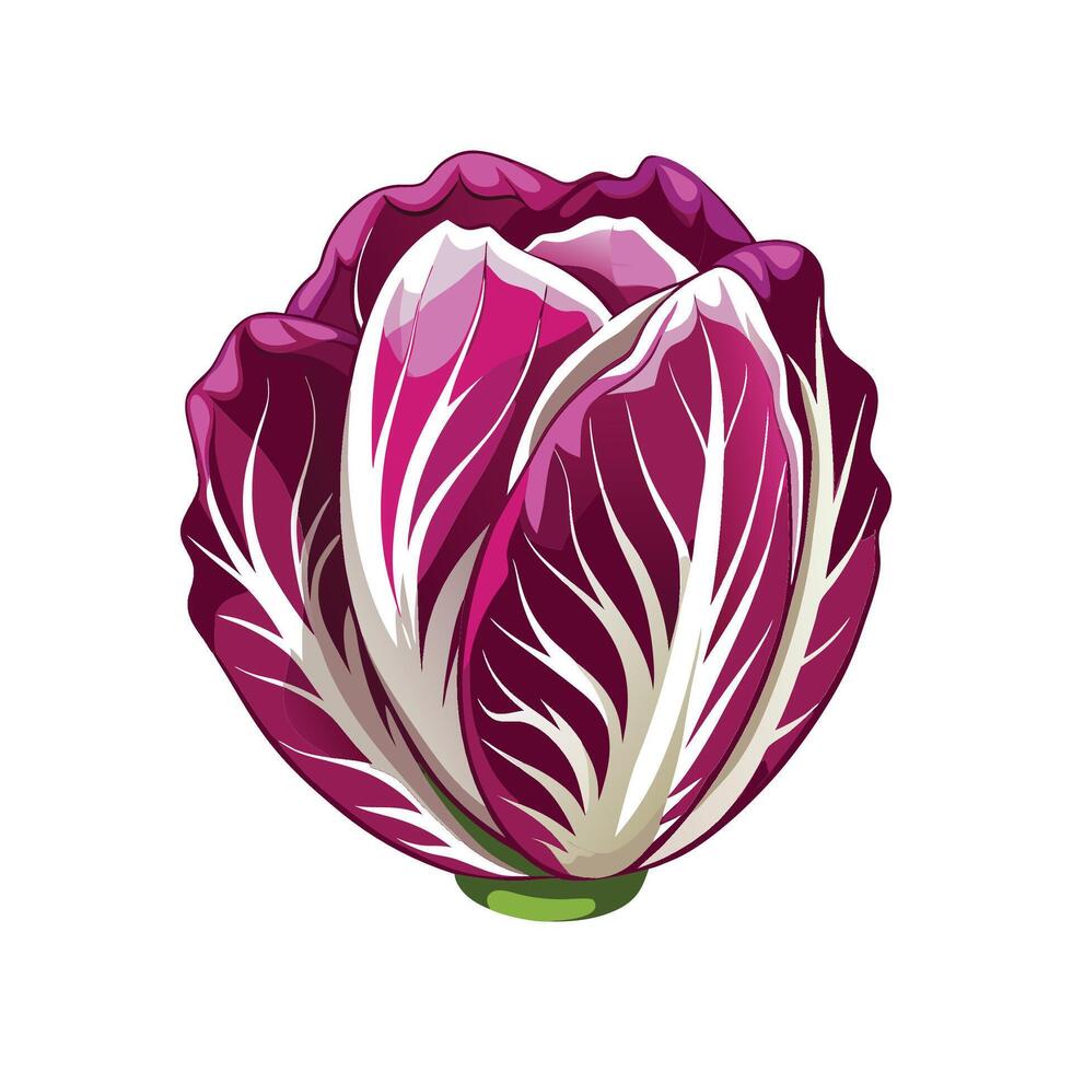 Stylish Radicchio with Purple and White Leaves vector