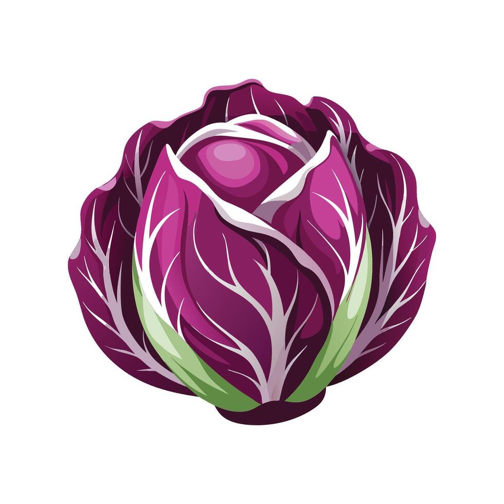 Single Radicchio with Purple Leaves vector